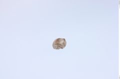 Foto von Diamant (NHMW-MIN-Ab3923)